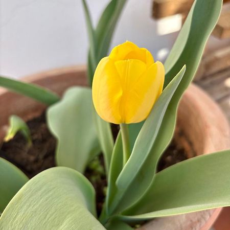 B&B Il Tulipano 코모 외부 사진