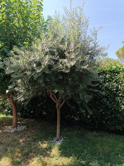 B&B Il Tulipano 코모 외부 사진