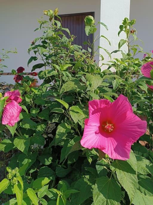 B&B Il Tulipano 코모 외부 사진