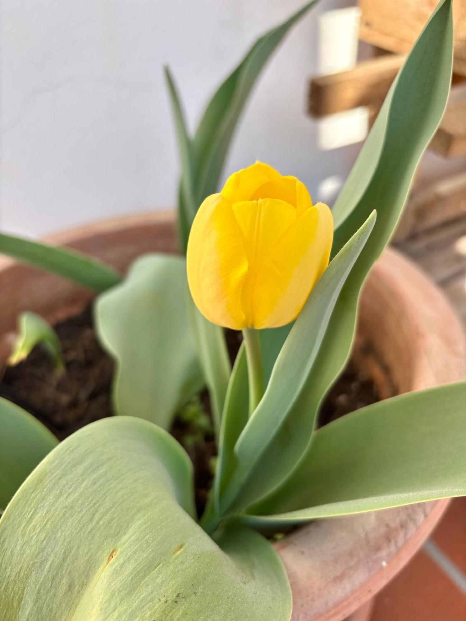 B&B Il Tulipano 코모 외부 사진